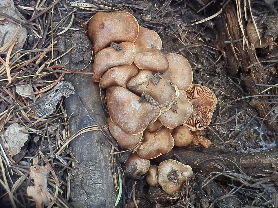 Cortinarius ahsii image