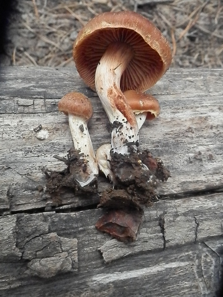 Cortinarius ahsii image