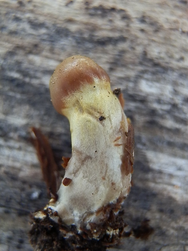 Cortinarius ahsii image