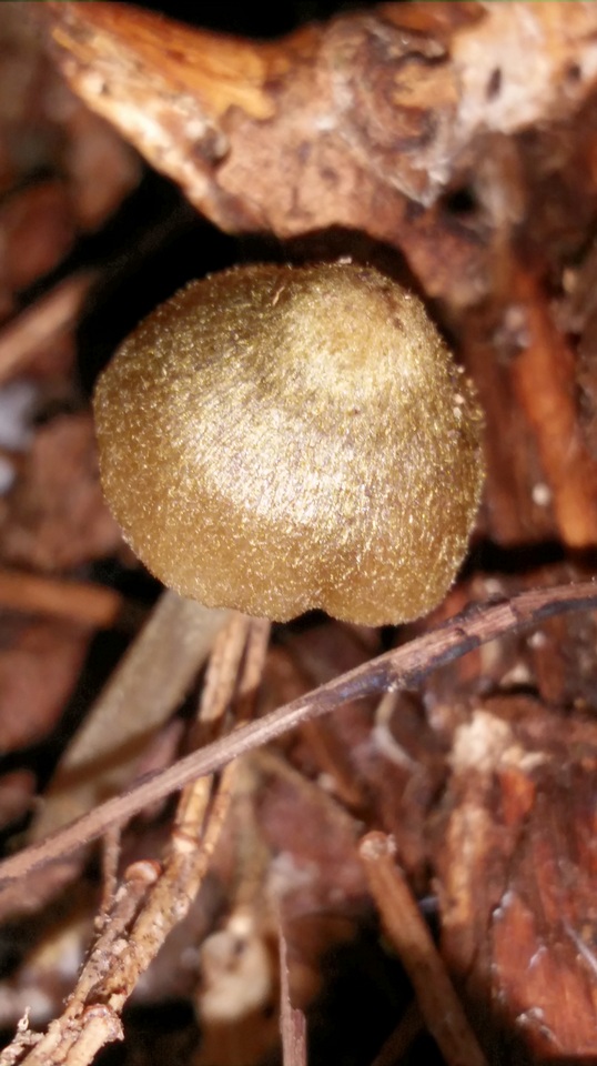 Entoloma flavoviride image