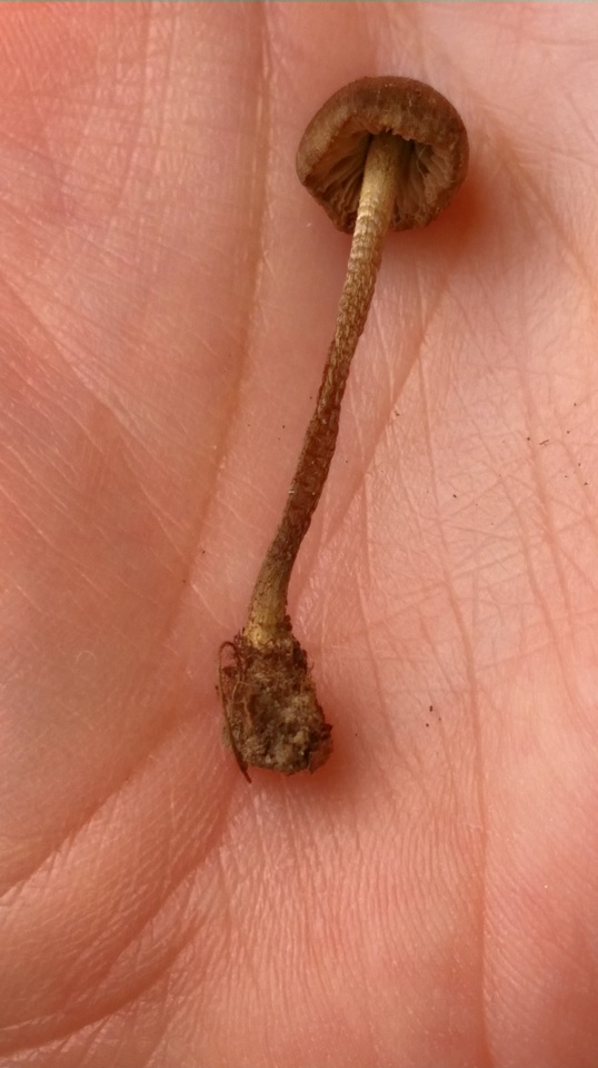 Entoloma flavoviride image