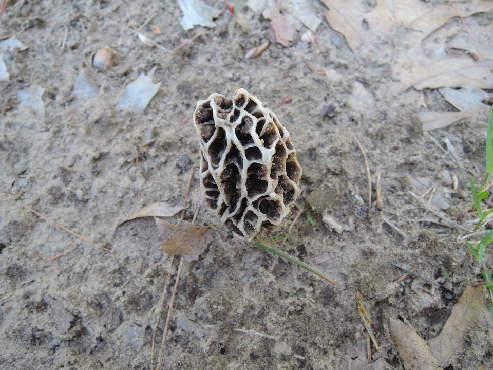 Morchella prava image