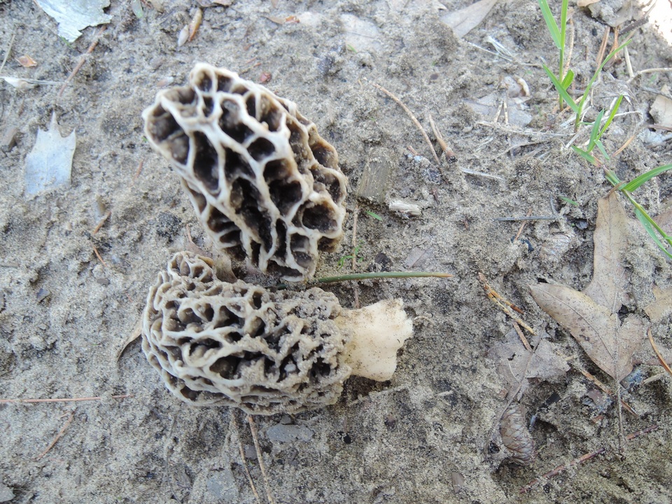 Morchella prava image