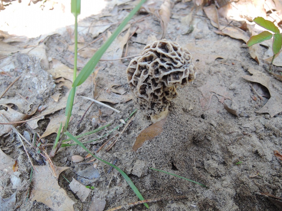Morchella prava image