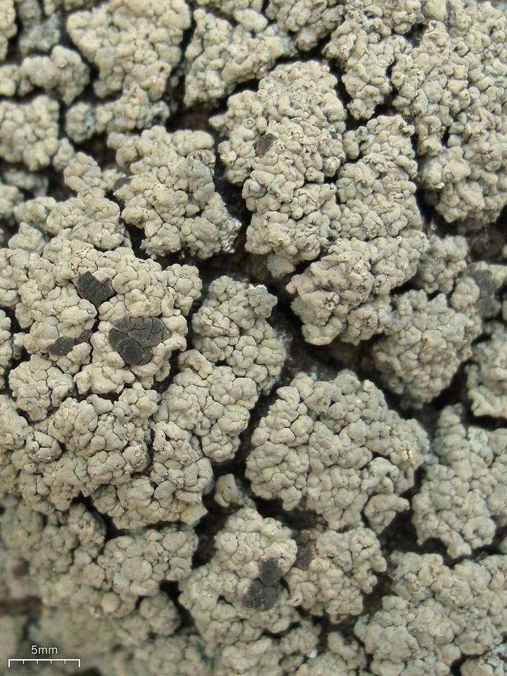 Trapeliopsis glaucopholis image