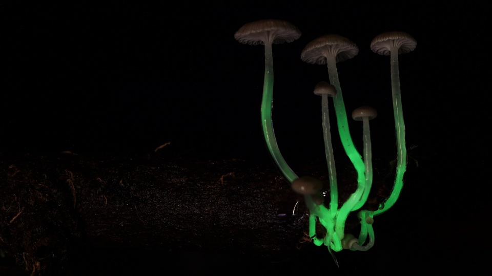Mycena luxaeterna image