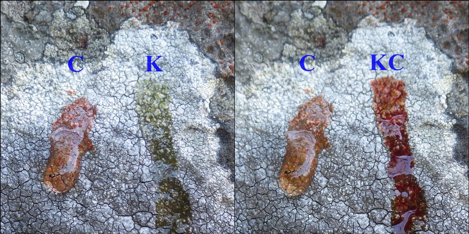 Diploschistes caesioplumbeus image