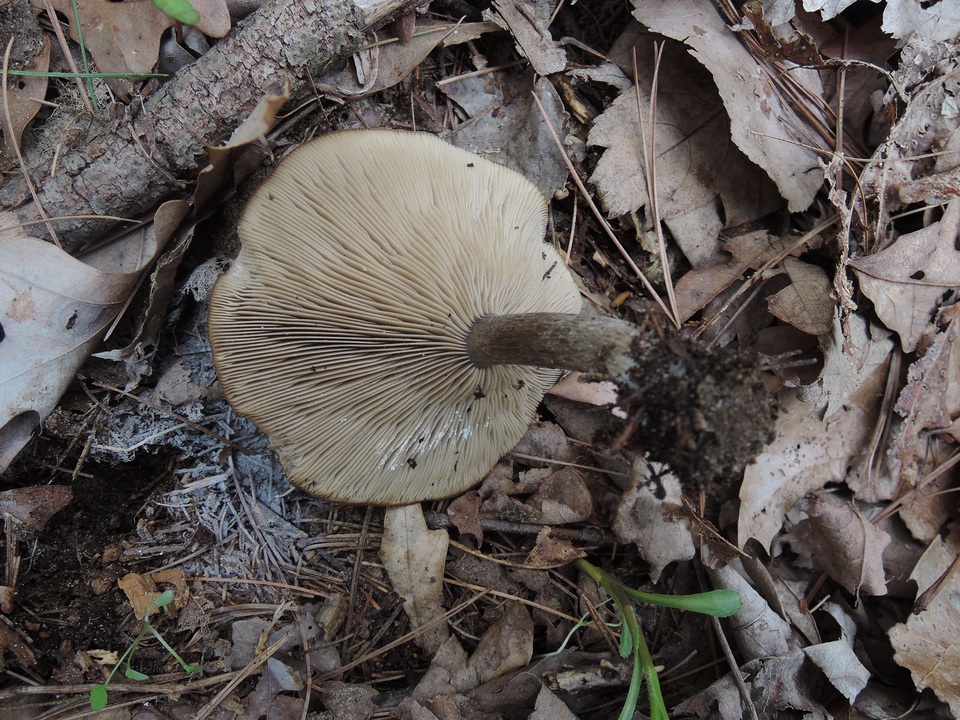 Melanoleuca bataillei image