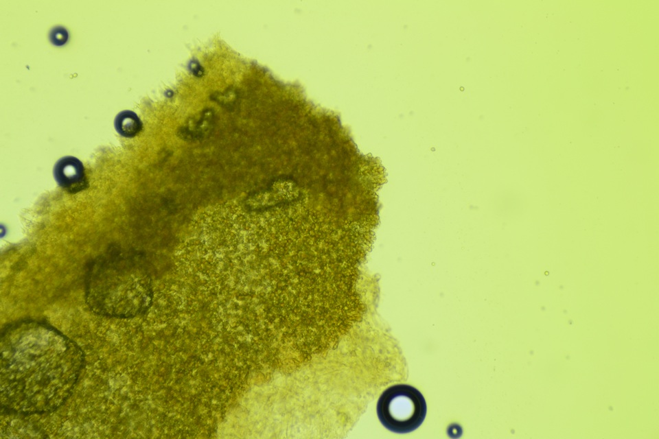 Phloeomana clavata image