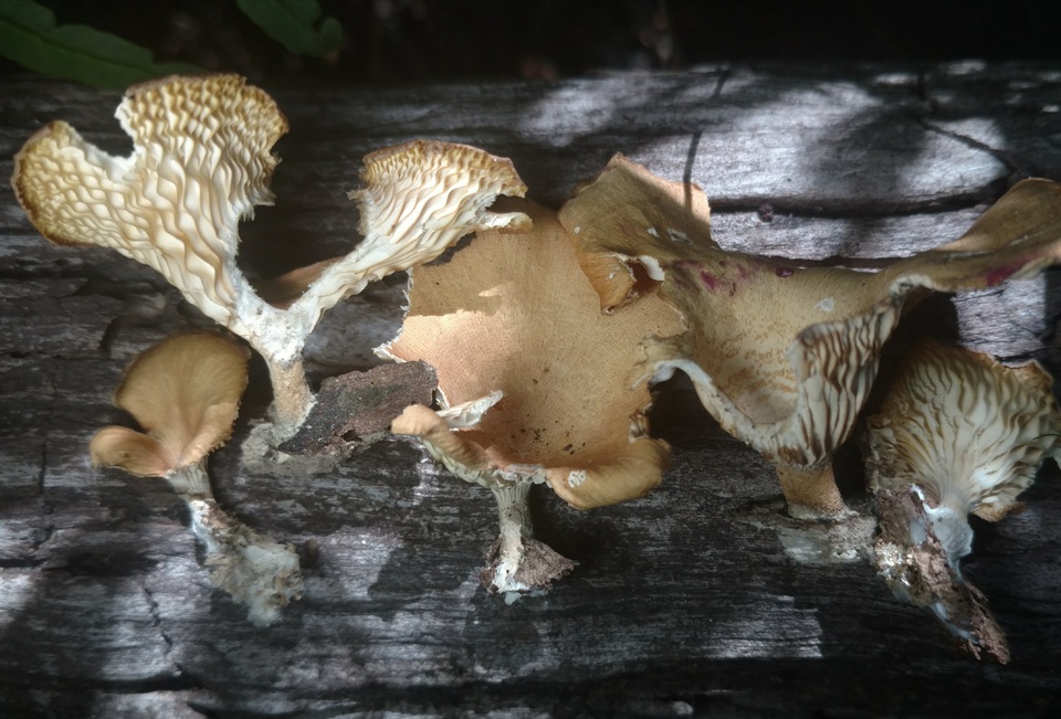 Panus strigellus image