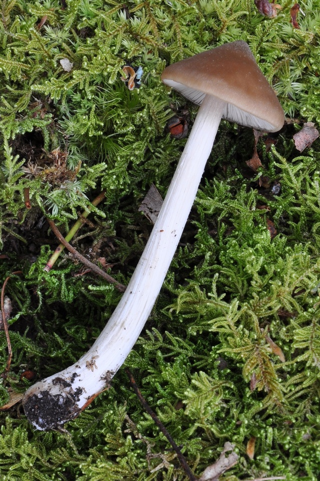 Entoloma holoconiotum image