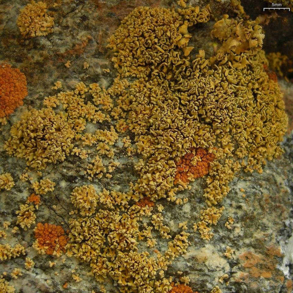 Xanthomendoza mendozae image