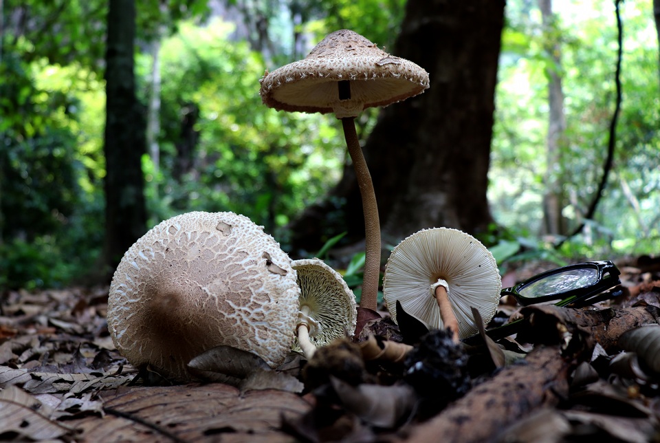 Macrolepiota gracilenta image