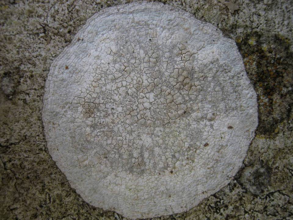 Dirina massiliensis f. sorediata image