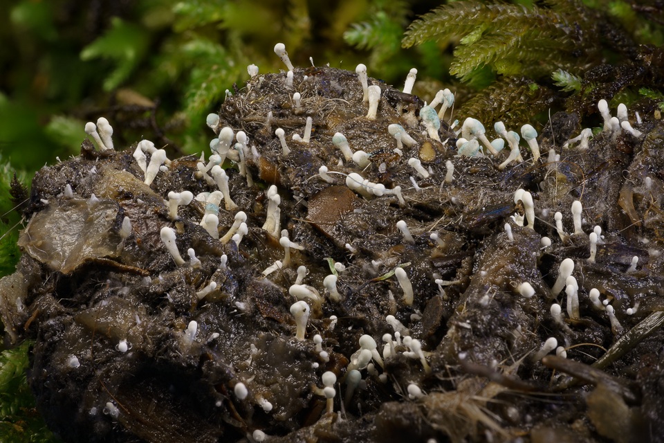 Penicillium vulpinum image