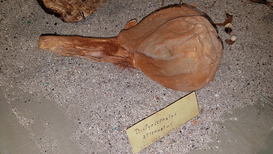 Dictyocephalos attenuatus image