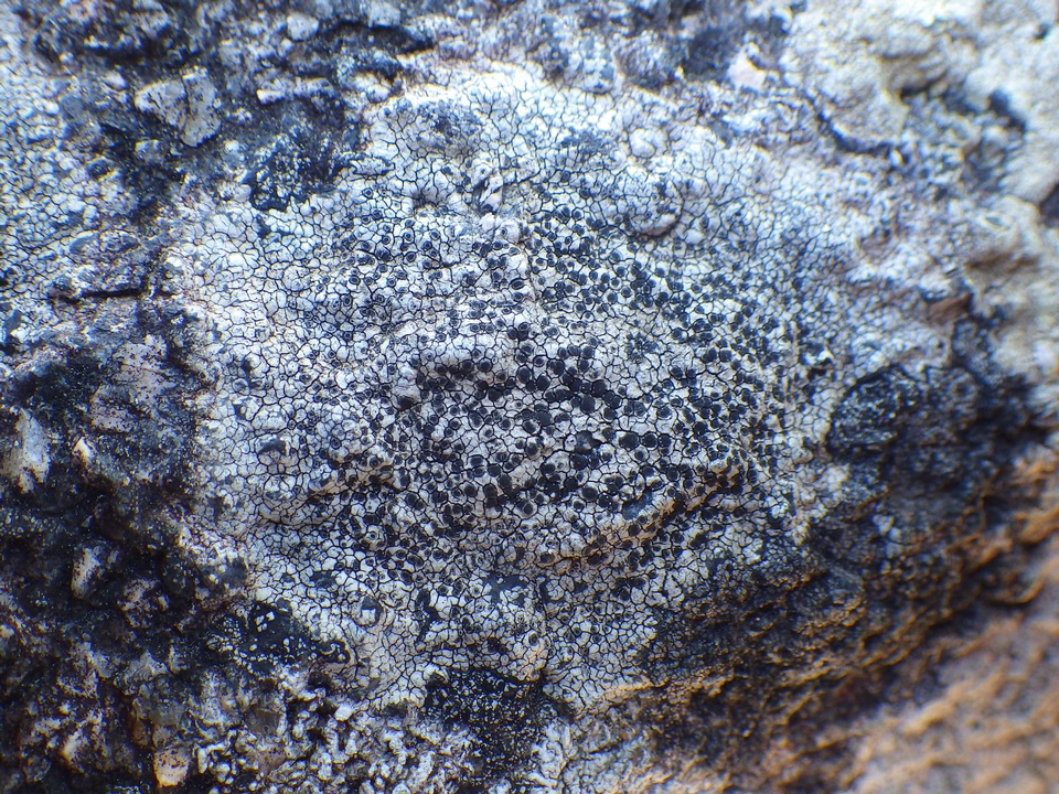Buellia saxorum image