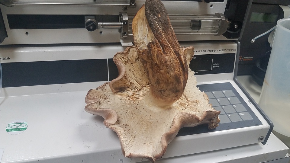 Tricholoma ustale image
