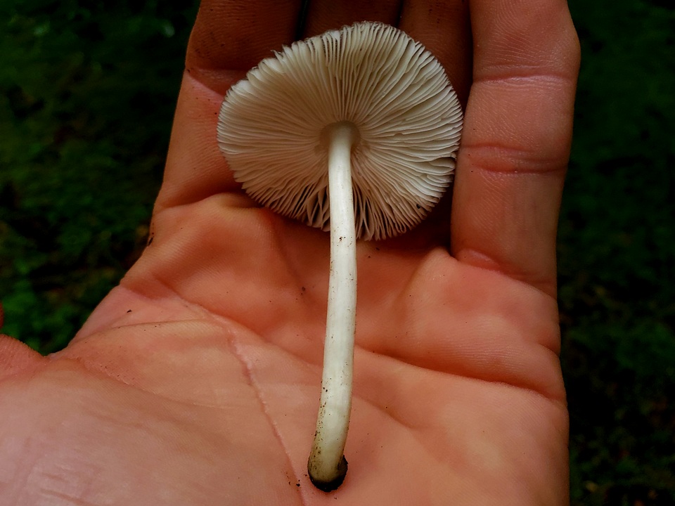 Pluteus saupei image