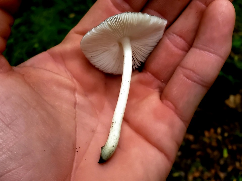 Pluteus saupei image