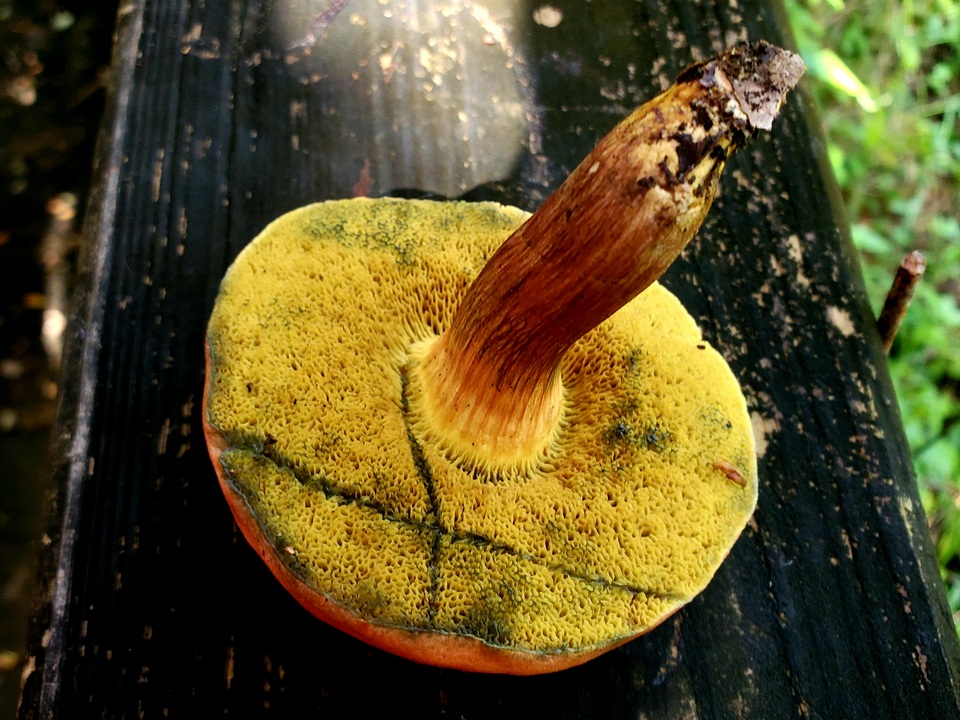 Hortiboletus image