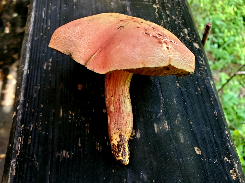 Hortiboletus image
