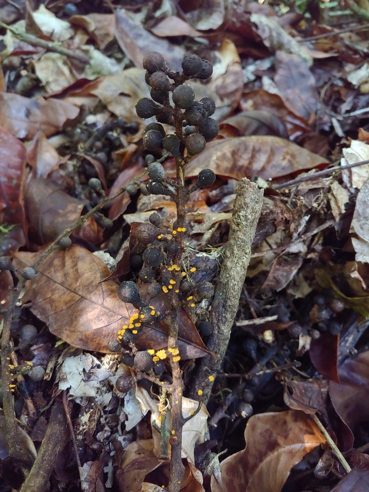 Favolaschia cinnabarina image