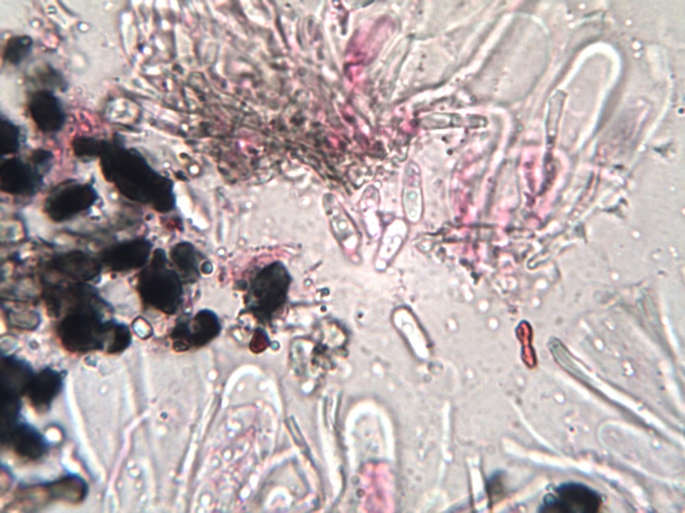 Catillaria image
