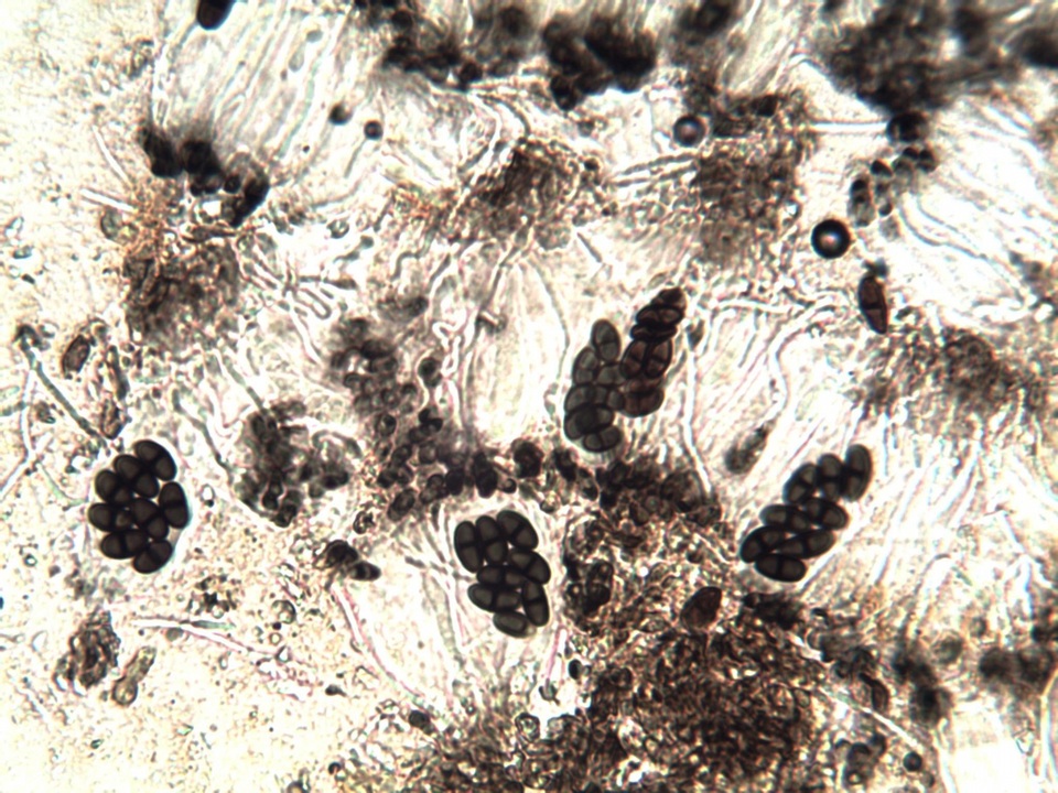 Buellia saxorum image