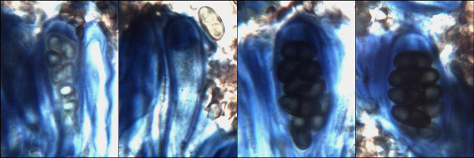 Buellia saxorum image