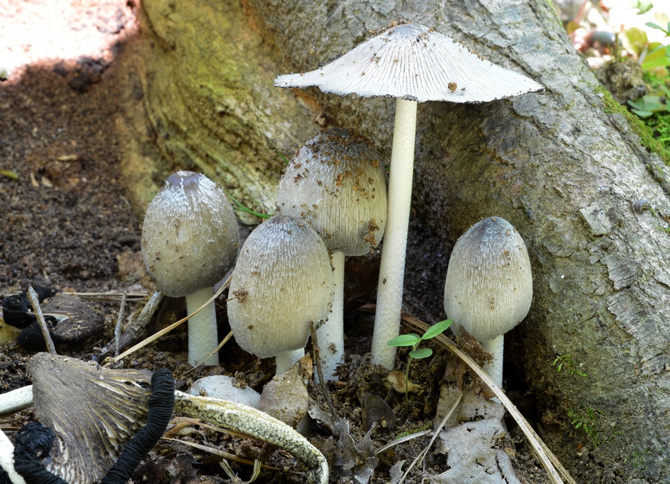 Coprinopsis alopecia image