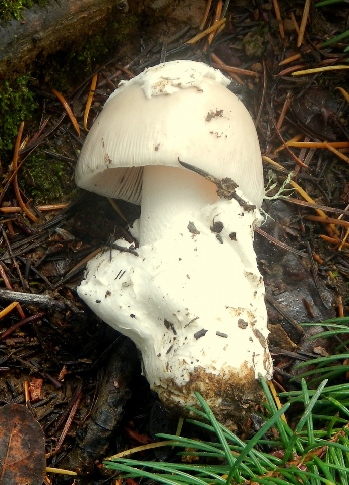 Amanita crassiputamen image