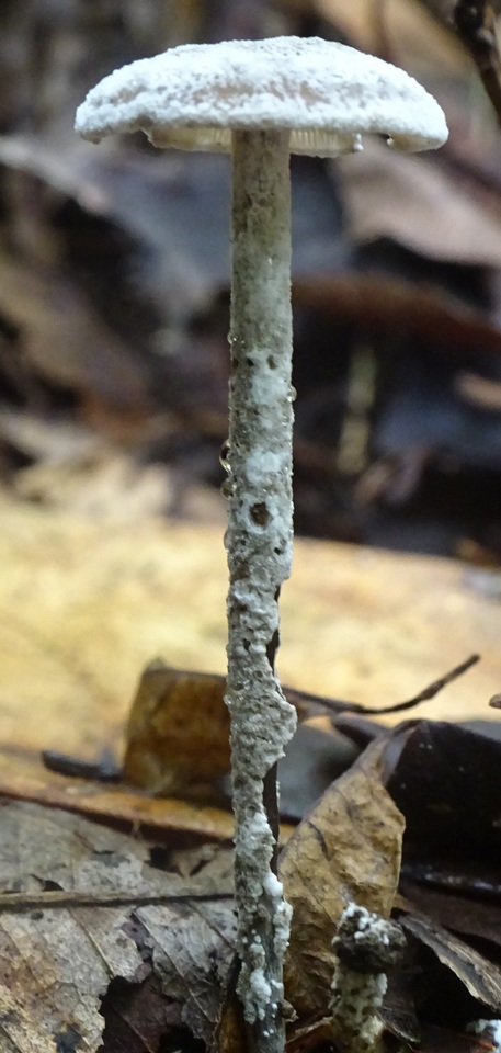 Arthromyces claviformis image