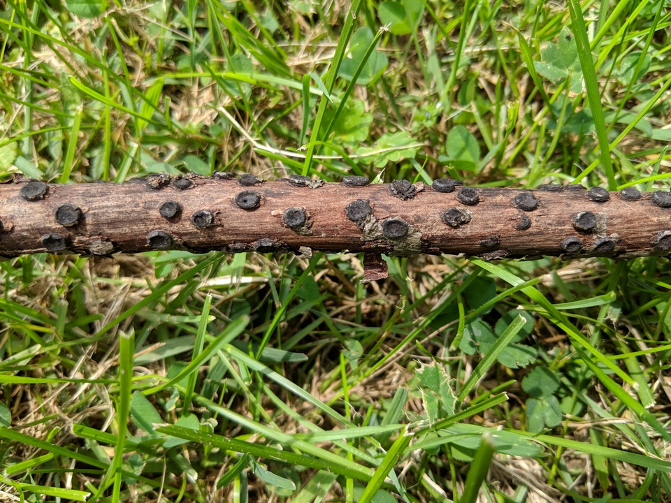 Biscogniauxia marginata image