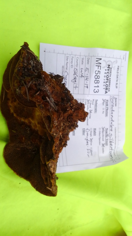 Phellinus gilbertsonii image
