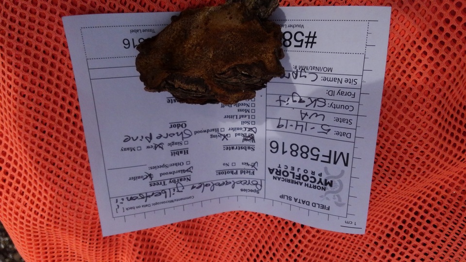 Phellinus gilbertsonii image