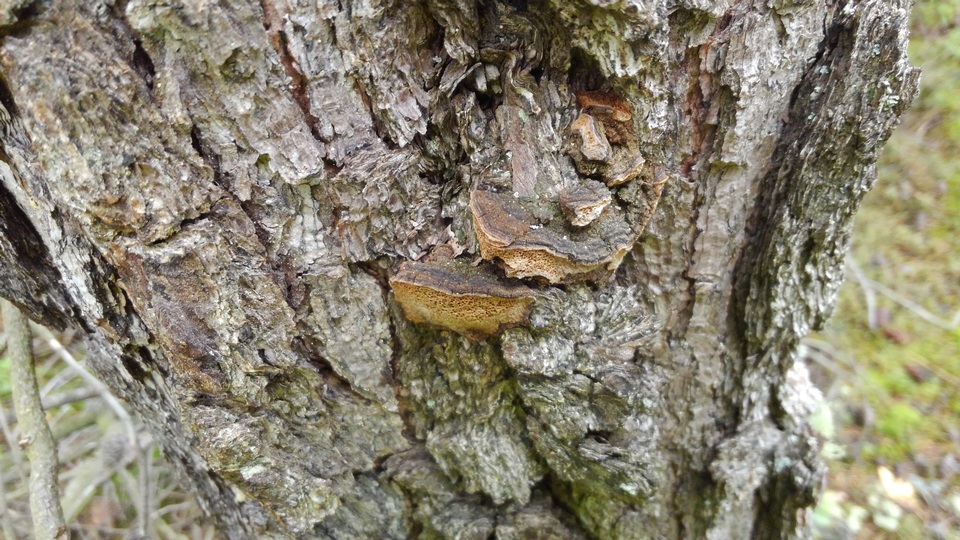 Phellinus gilbertsonii image