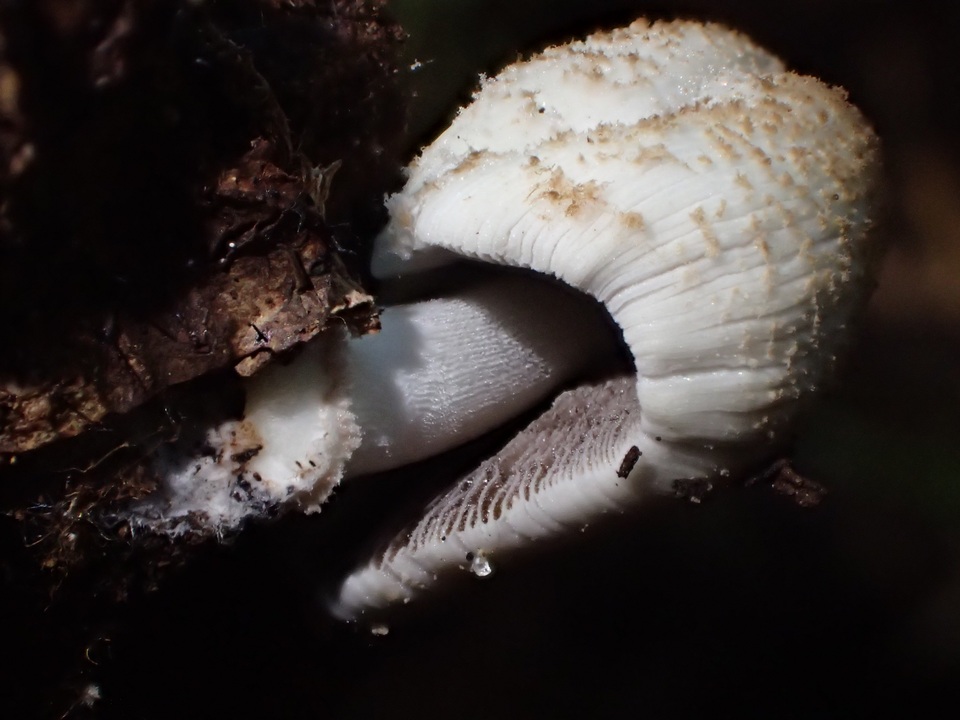 Coprinellus xanthothrix image