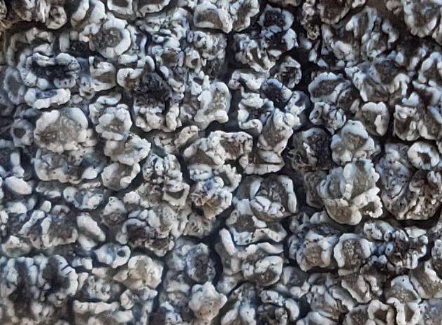Lecanora crenulata image