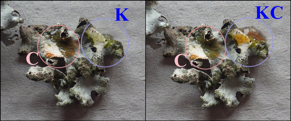 Hypotrachyna britannica image
