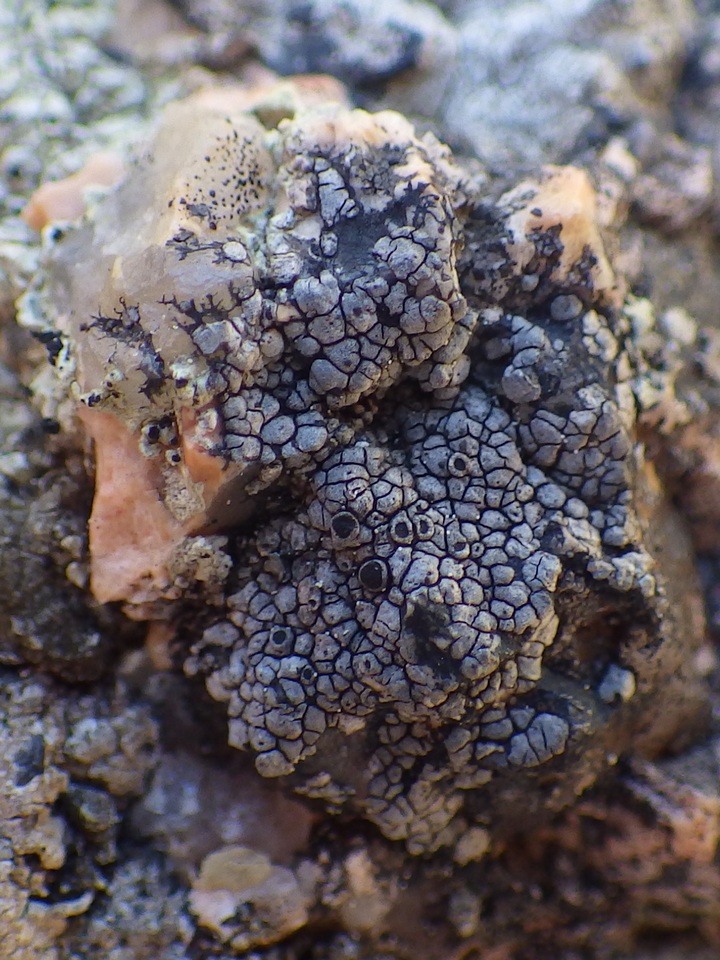 Rinodina atrocinerea image