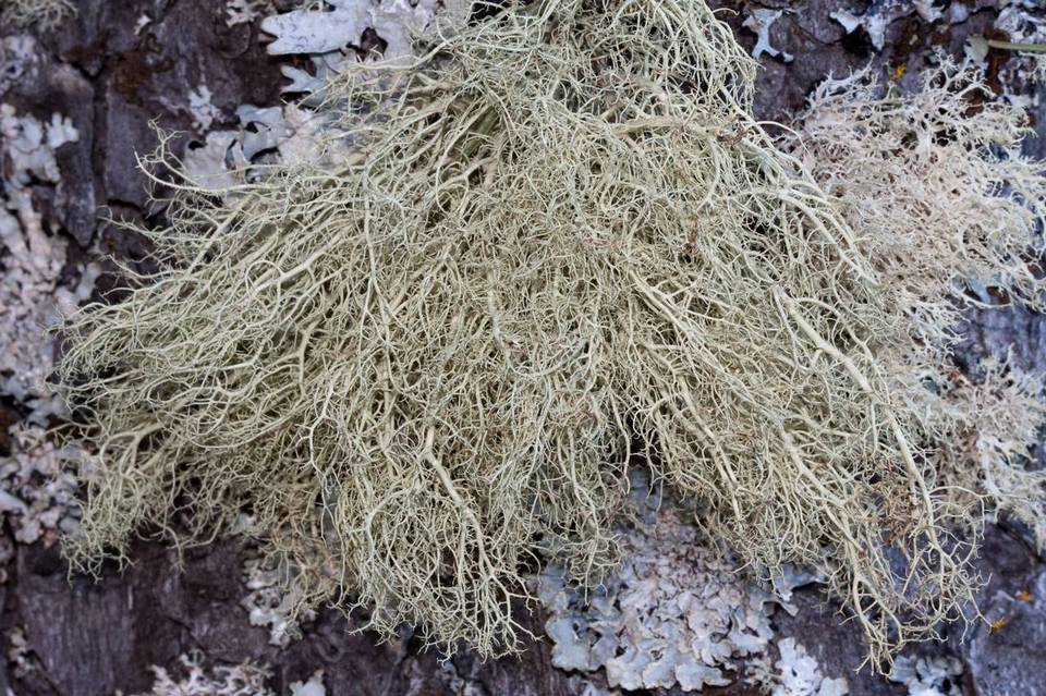 Usnea merrillii image