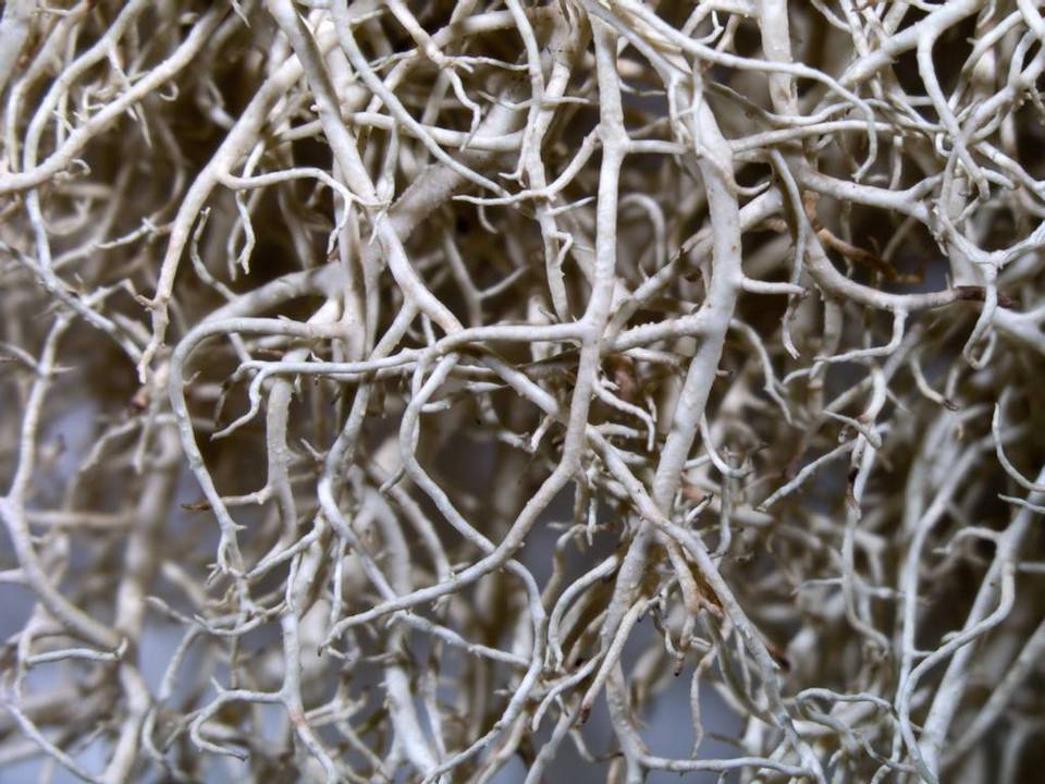 Usnea merrillii image