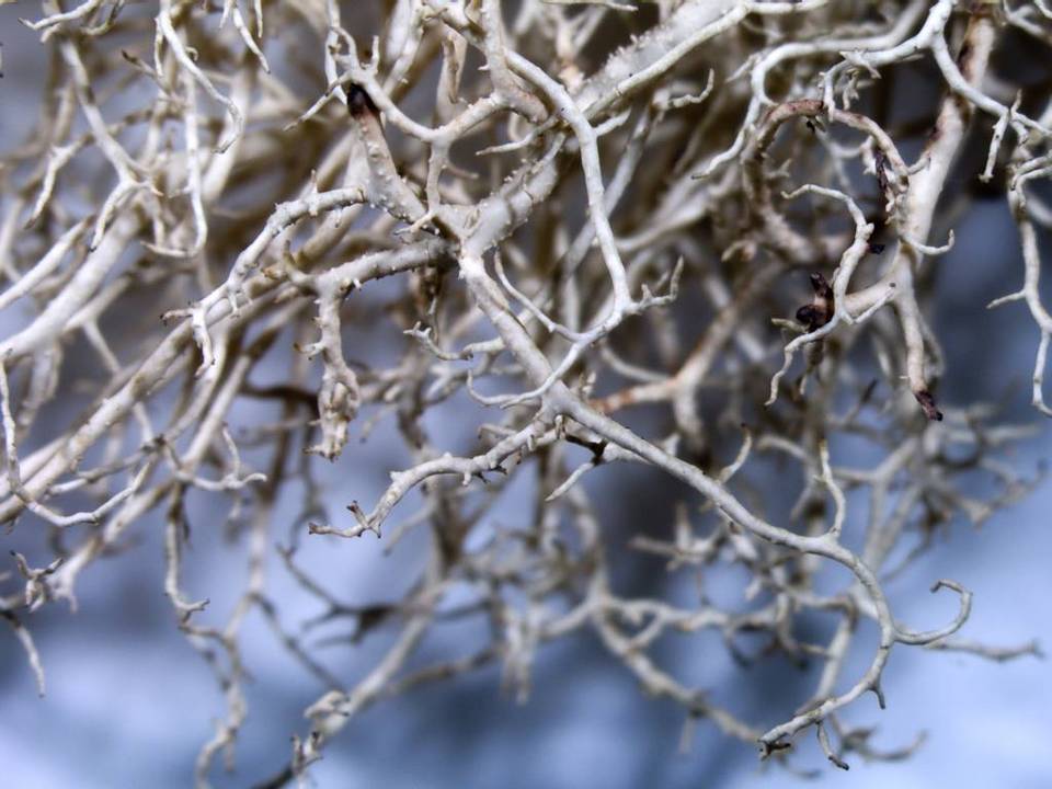 Usnea merrillii image