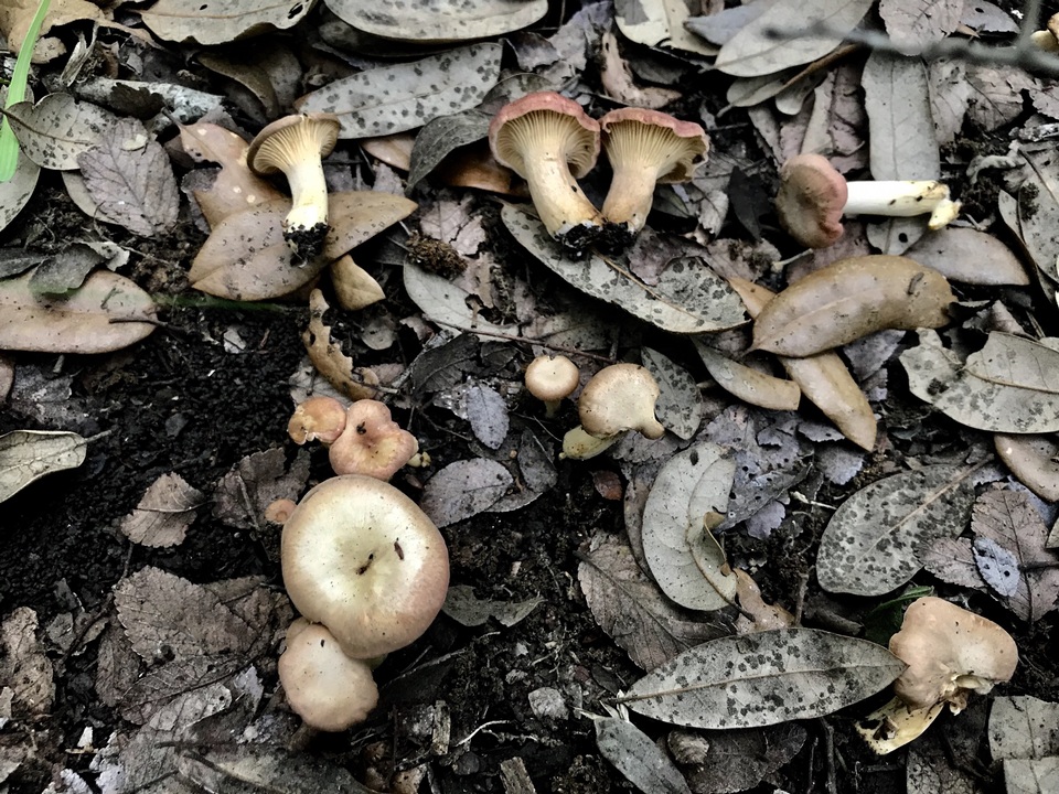Cantharellus lewisii image