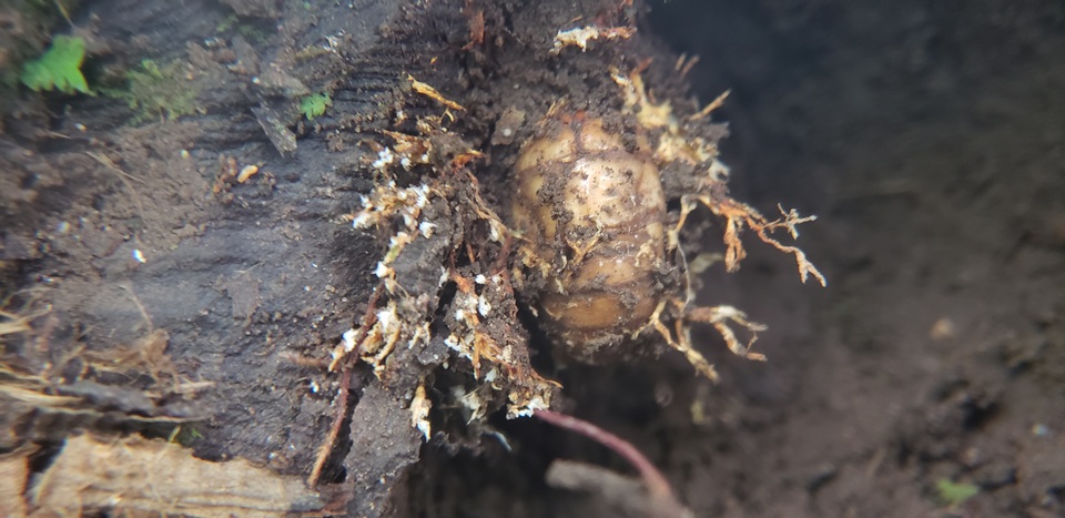 Ophiocordyceps heteropoda image