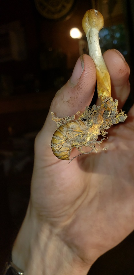 Ophiocordyceps heteropoda image