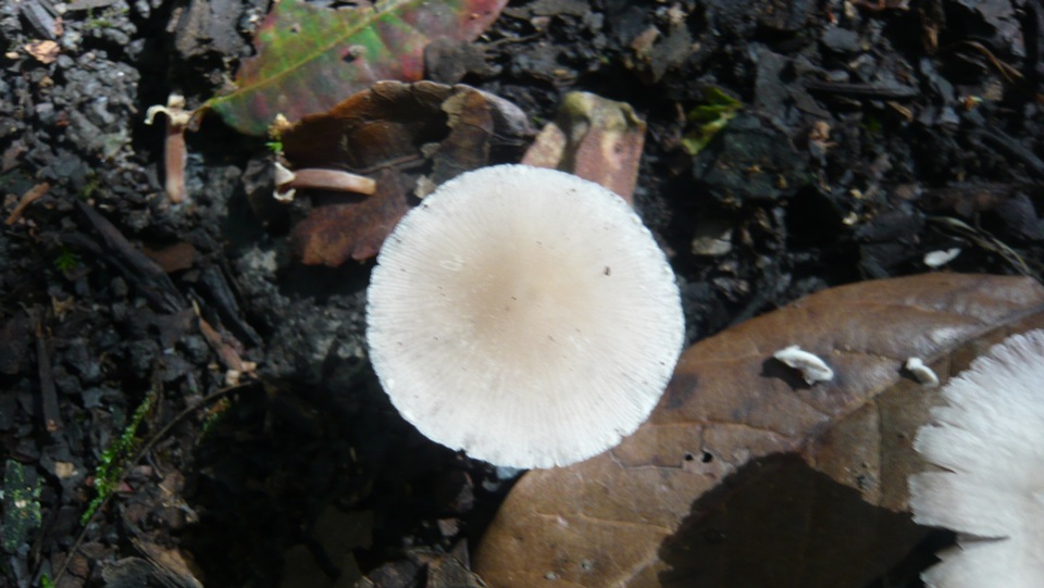 Psathyrella spadiceogrisea image