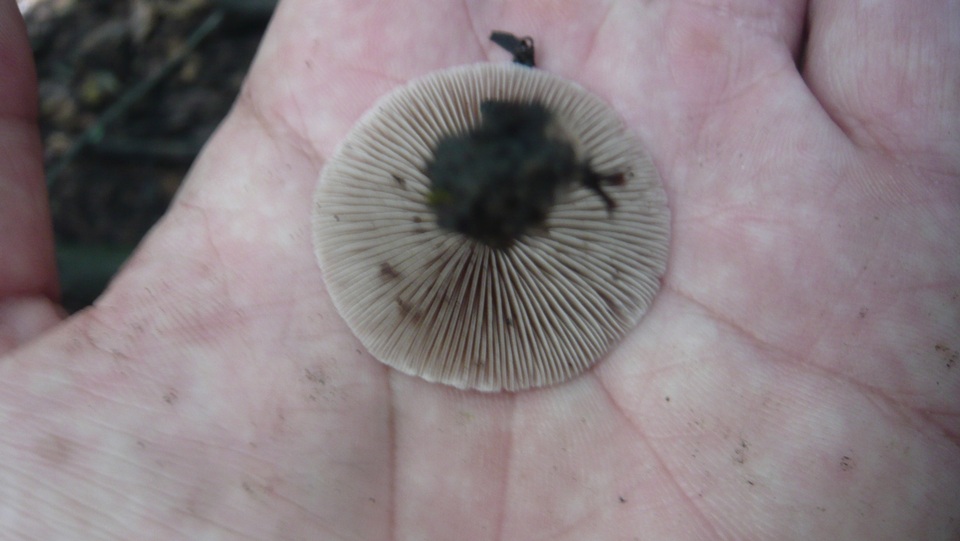 Psathyrella spadiceogrisea image