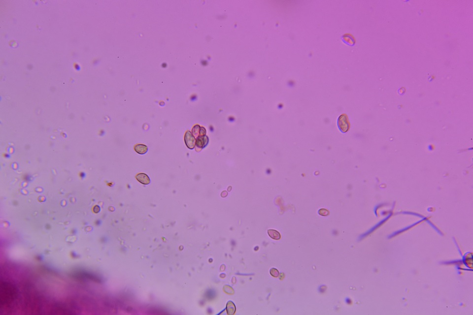 Crepidotus occidentalis image